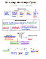 BREATHING AND EXCHANGE OF GASES .pdf